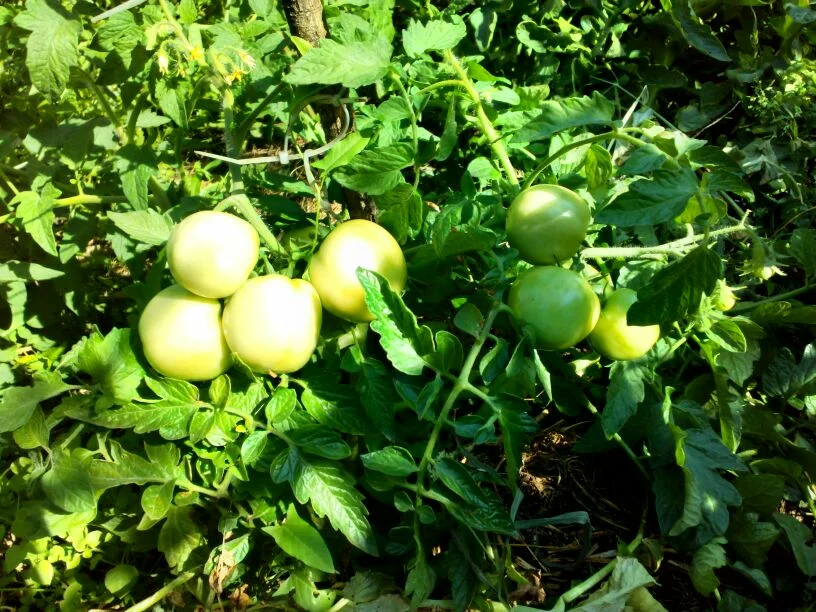 Формирование детерминантных томатов в 2-3 стебля, фото
